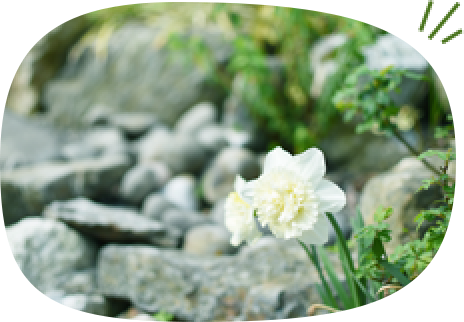 草木に関する豊富な知識で夢のお庭を実現